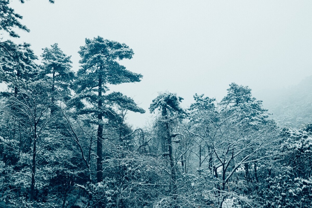 雪山 雪景 大自然 自然风光 银妆素裹 万里雪飘 黄山雪景 黄山 雪后的黄山 旅游 旅行 森林雪景