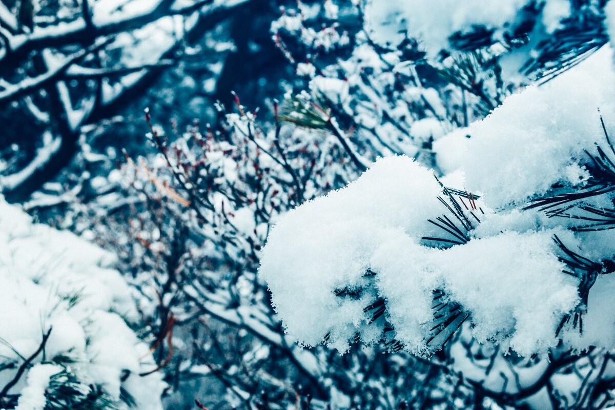 雪景 大自然 自然 风光 黄山雪景 摄影 银妆素裹 千里冰封 万里雪飘 旅游 树枝上的雪 森林雪景