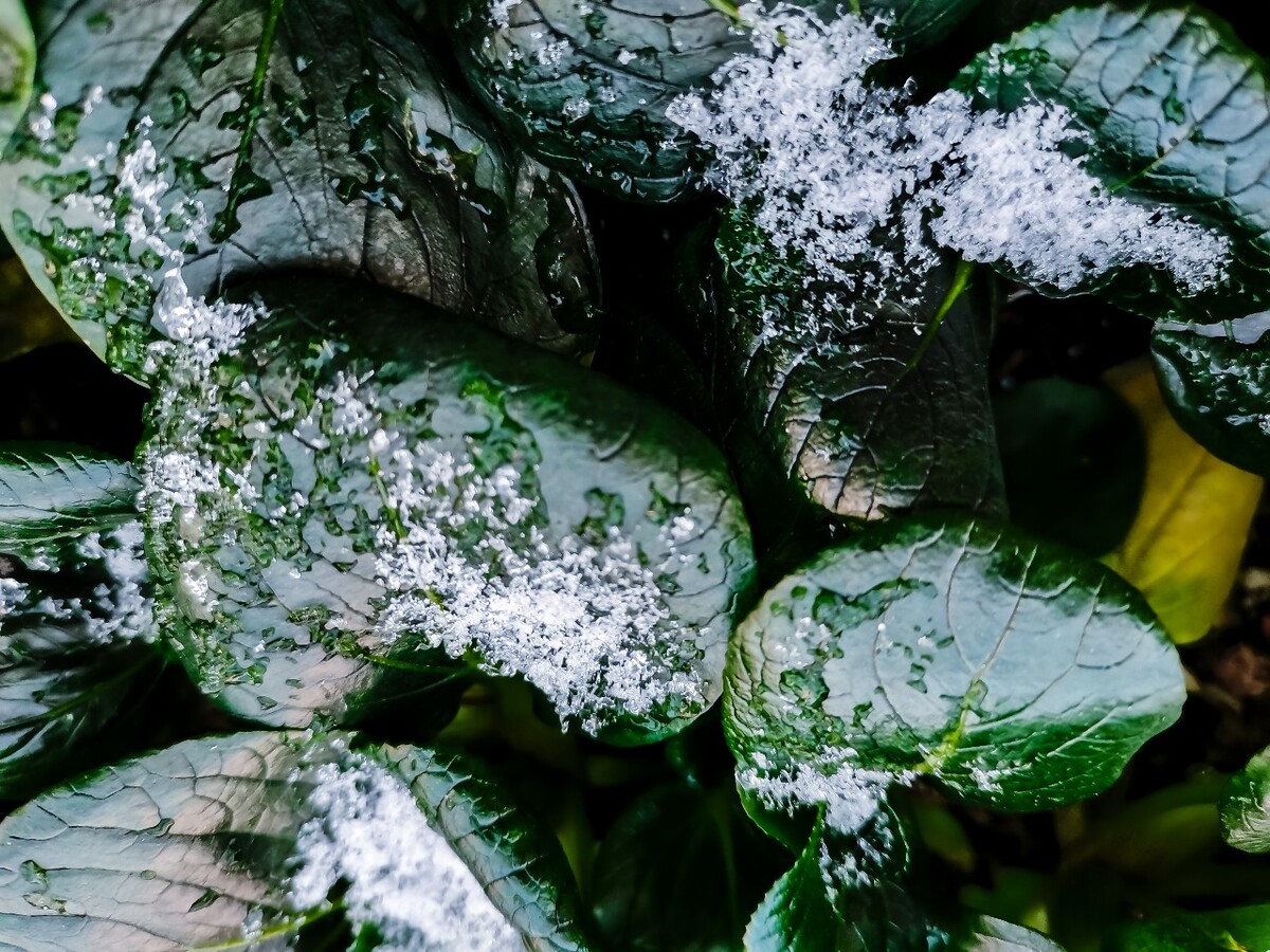 雪 初雪 杭州初雪 雪 自然 风景 地上的雪 雪景 好久不见的雪 冰晶 雪晶 青菜上的雪