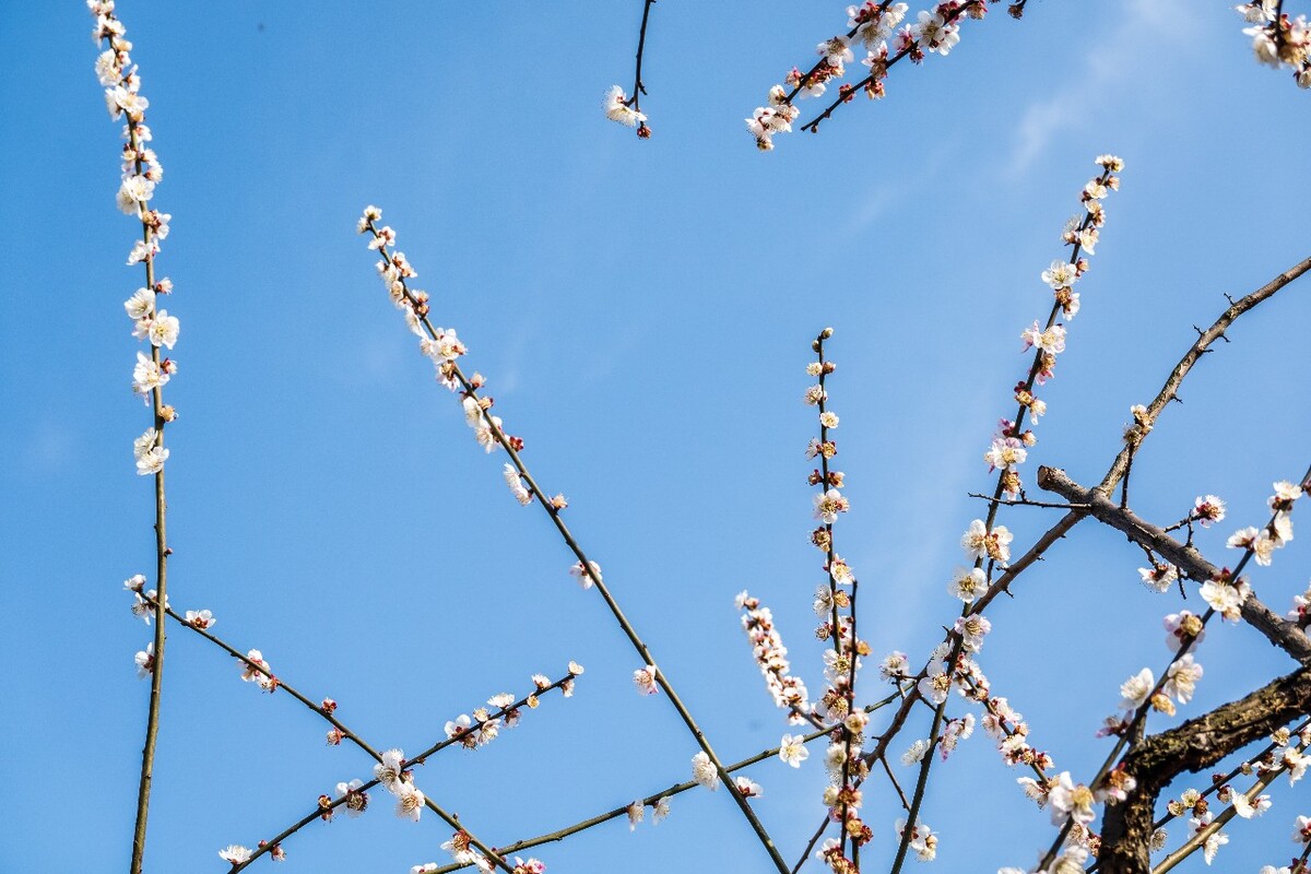 梅花 植物 花卉 花朵 超山 梅花 超山梅花节 摄影 超山梅花节 风景 自然 杭州超山 白色的梅花 白色的梅花