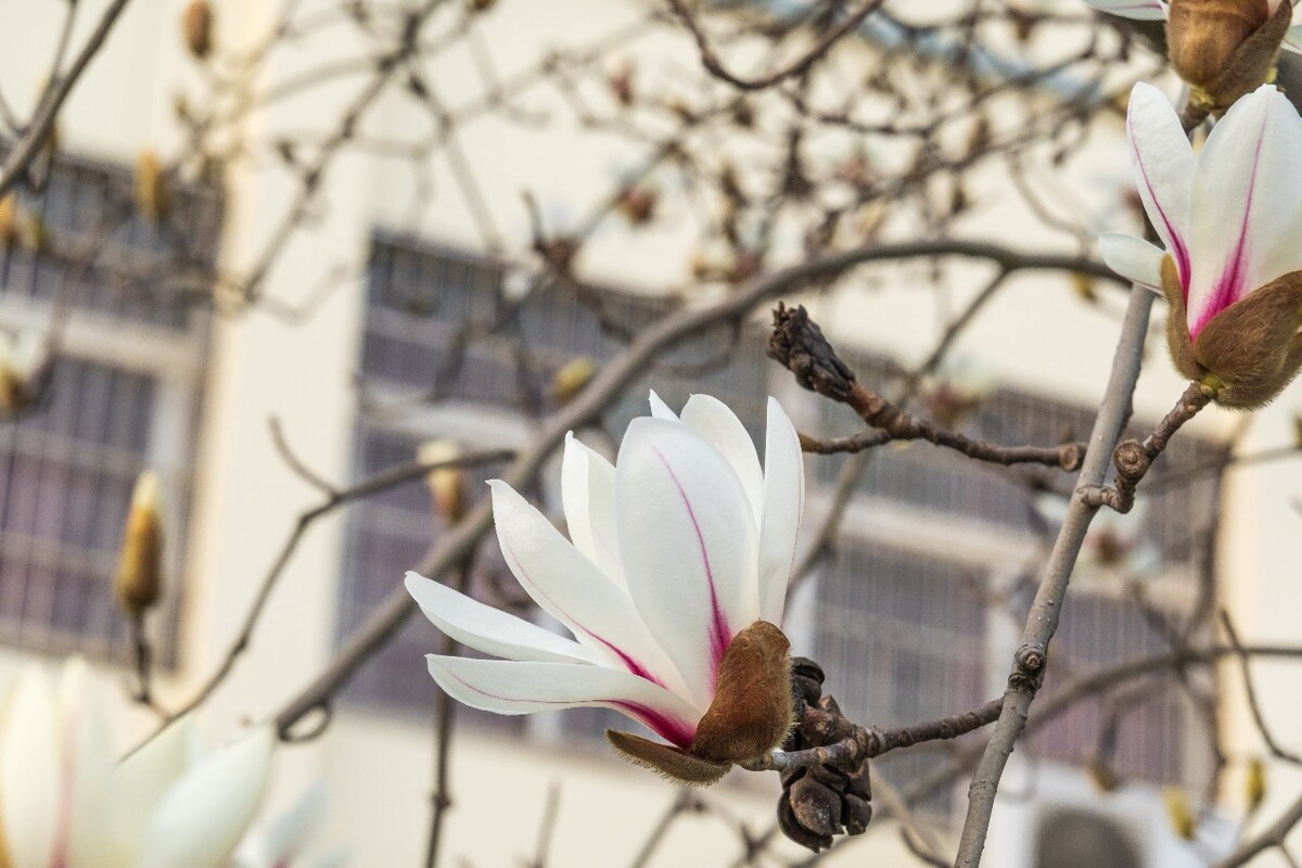 白玉兰 木兰 玉兰花 迎春花 望春 应春花 玉堂春 辛夷花 玉兰