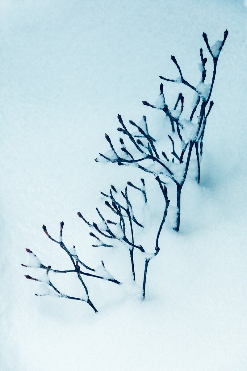 雪景 自然 风景 自然风光 大自然 黄山雪景 黄山风光 树枝上的雪 积雪 千里冰封 万里雪飘 银妆素裹