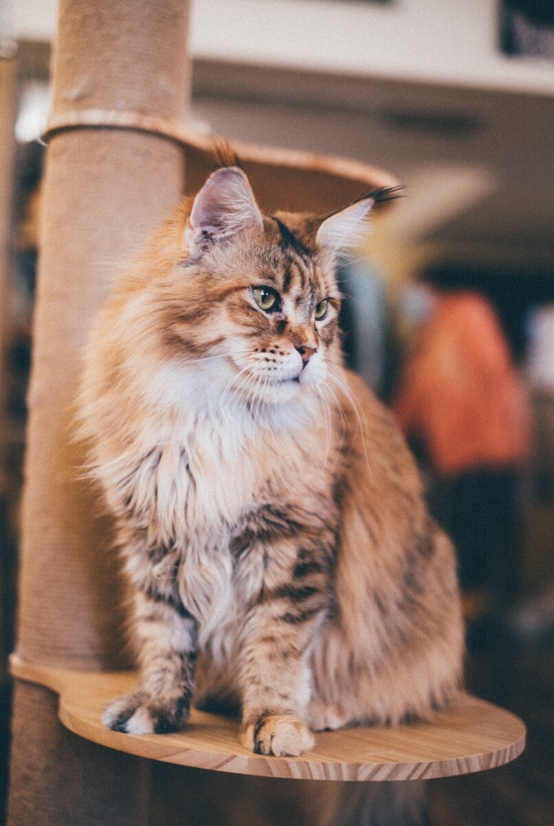 猫 猫科动物 动物 猫亚科 豹亚科 猫咪 家猫 野猫 喵星人 可爱的猫猫 英短 虎斑