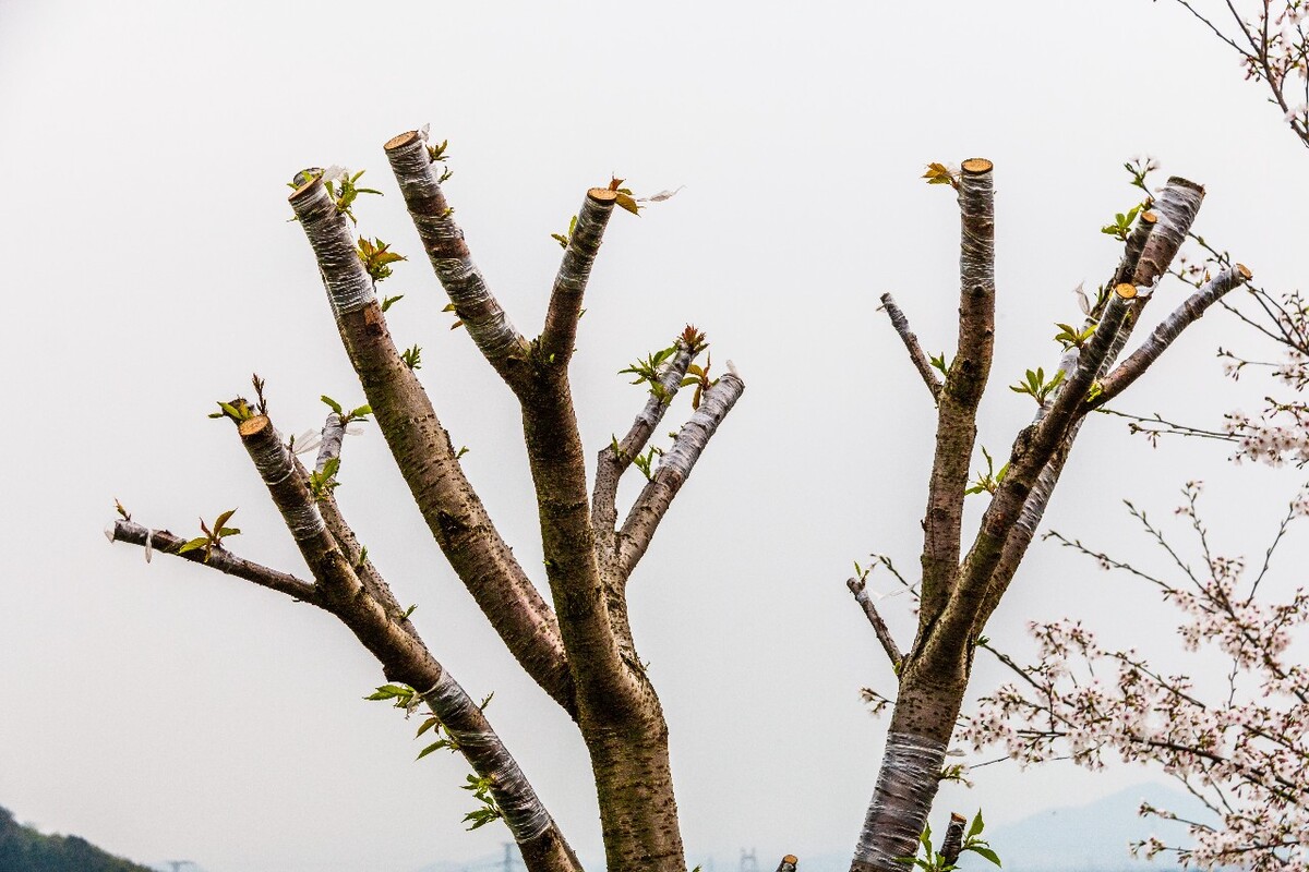 日本樱花 樱花 东京樱花 Cherry Tree 花儿 花卉 植物 太子湾樱花 樱花