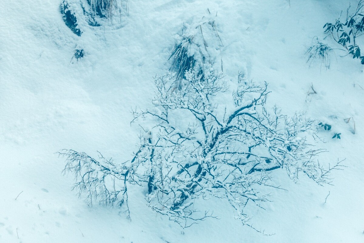 雪景 大自然 自然 风光 黄山雪景 摄影 银妆素裹 千里冰封 万里雪飘 旅游 树枝上的雪 森林雪景