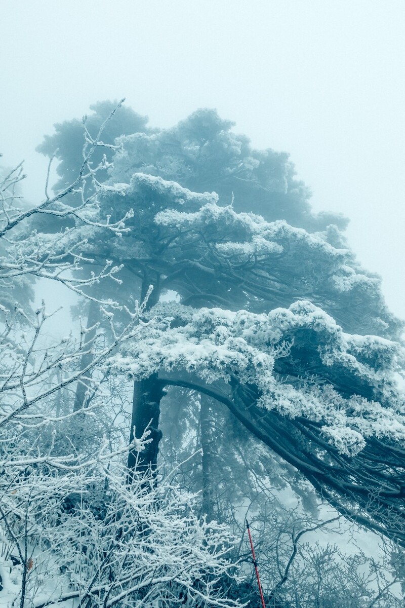 雪景 自然 风景 自然风光 大自然 黄山雪景 黄山风光 树枝上的雪 积雪 千里冰封 万里雪飘 银妆素裹