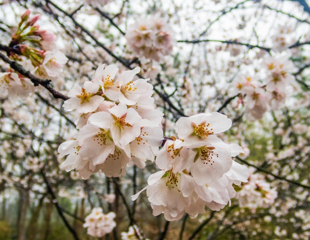 日本樱花 樱花 东京樱花 Cherry Tree 花儿 花卉 植物 太子湾樱花