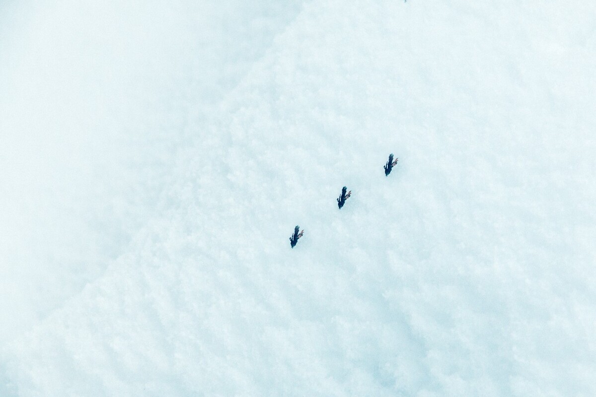 植物 雪景 大自然 自然 雪中的植物 白雪 黄山雪景 索道 黄山 森林雪景
