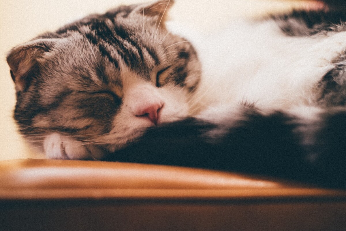猫 猫科动物 动物 猫亚科 豹亚科 猫咪 家猫 野猫 喵星人 可爱的猫猫 英短 虎斑 贪睡的猫猫