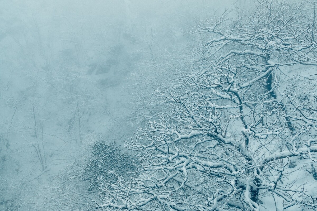 雪景 自然 风景 自然风光 大自然 黄山雪景 黄山风光 树枝上的雪 积雪 千里冰封 万里雪飘 银妆素裹