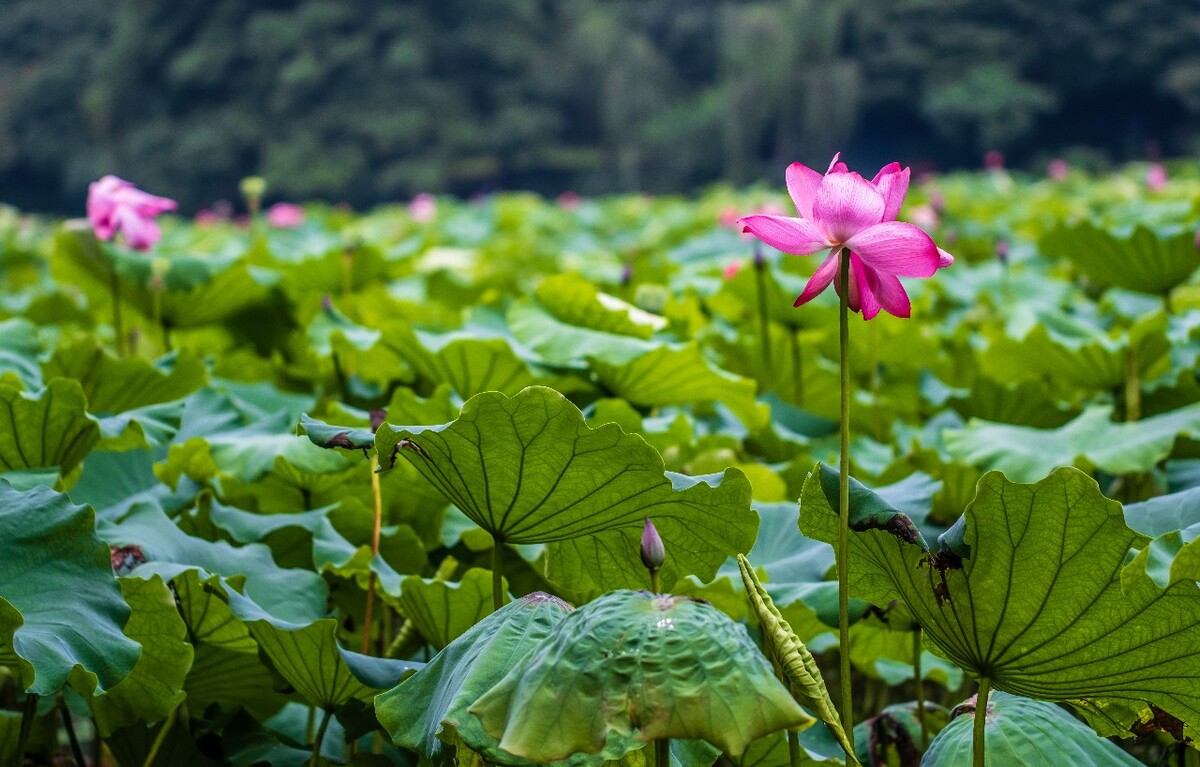 荷叶 荷塘 荷 植物 叶子 莲花 水芙蓉 莲花 水芙蓉 藕花 芙蕖 水芝 水华 泽芝 中国莲 摄影 特写 自然 风光