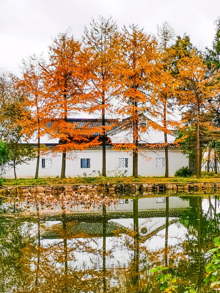落叶松 黄花松 树 树木 树林 建筑 天平山  苏州  红松林 