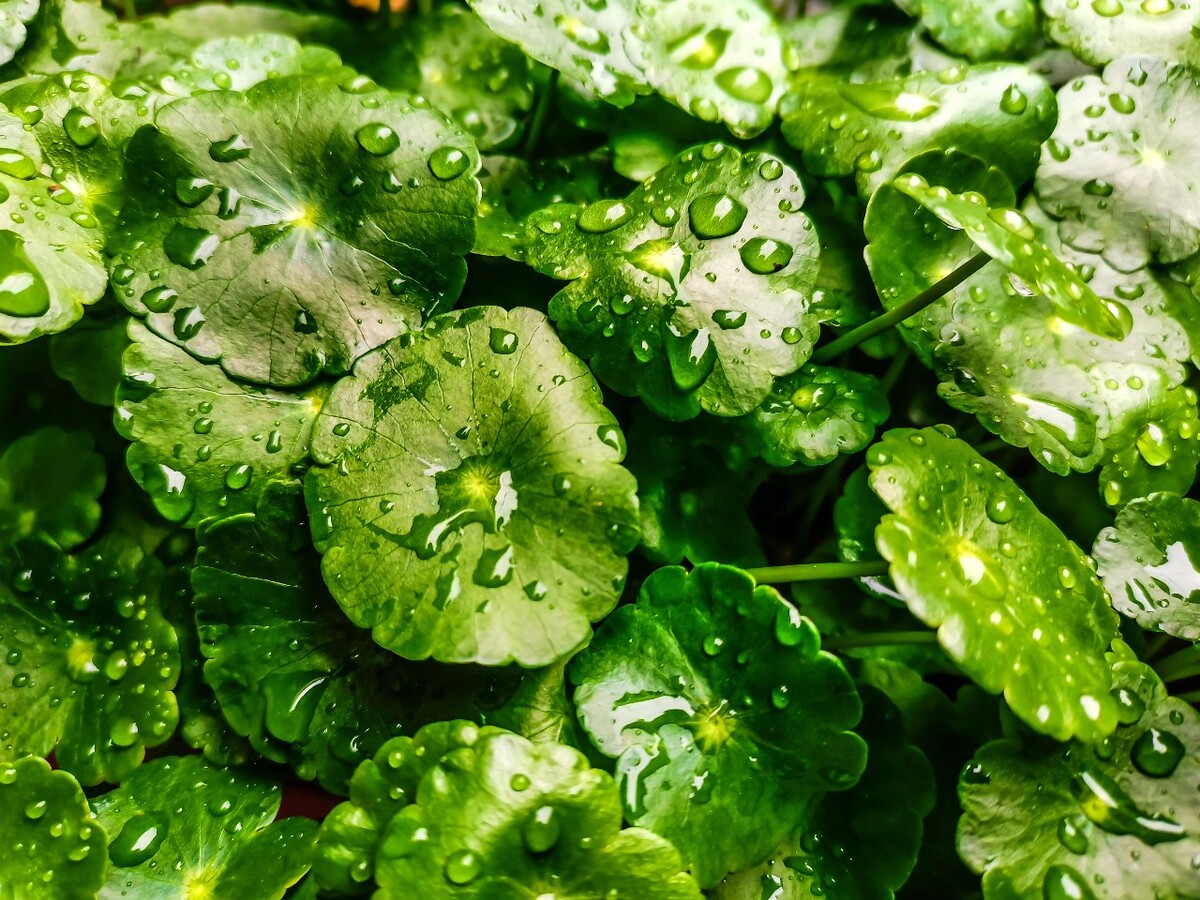 铜钱草 摄影 特写 雨中的铜钱草 铜钱草 南美天胡荽 钱币草 圆币草 盾叶天胡荽 金钱莲