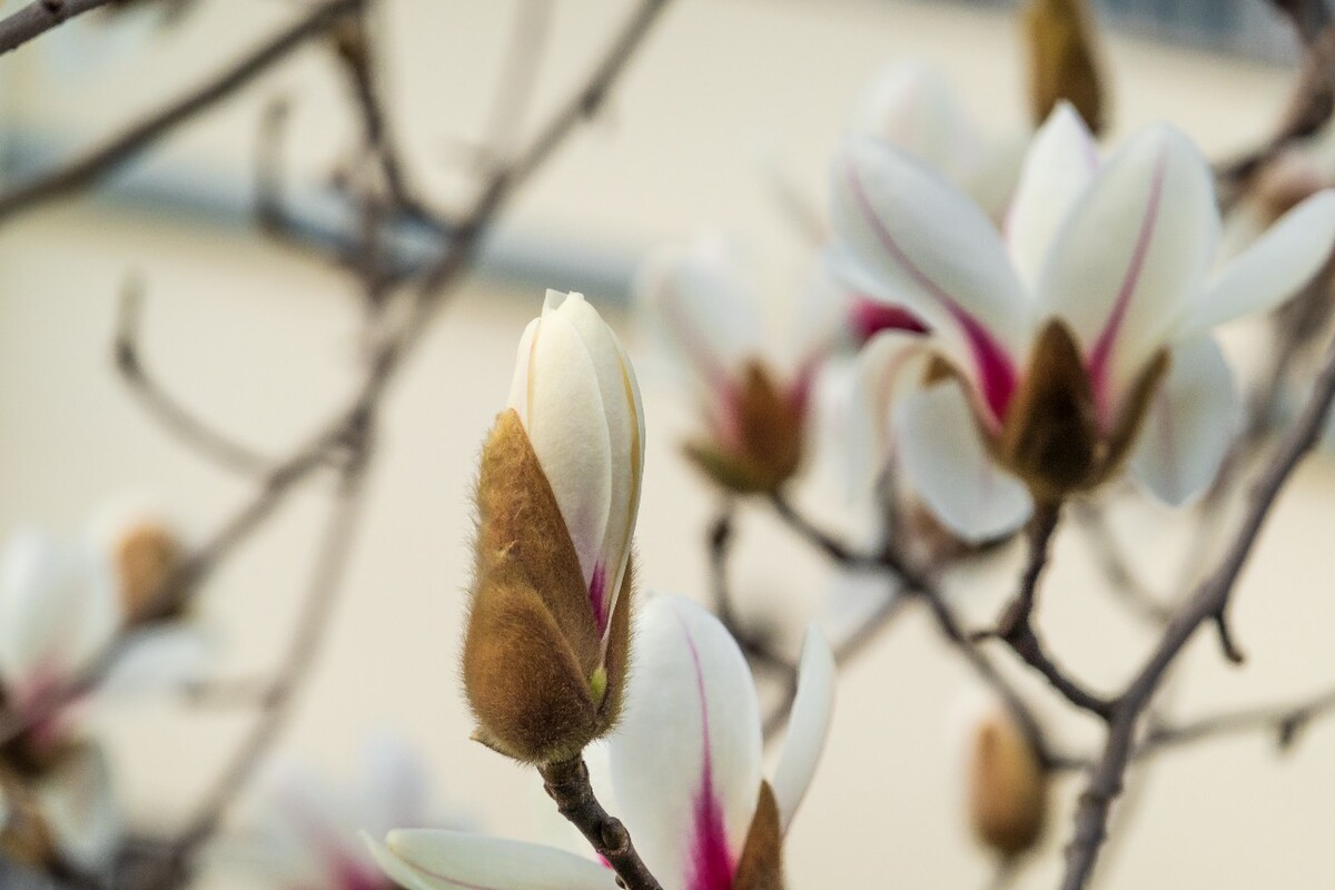 白玉兰 木兰 玉兰花 迎春花 望春 应春花 玉堂春 辛夷花 玉兰