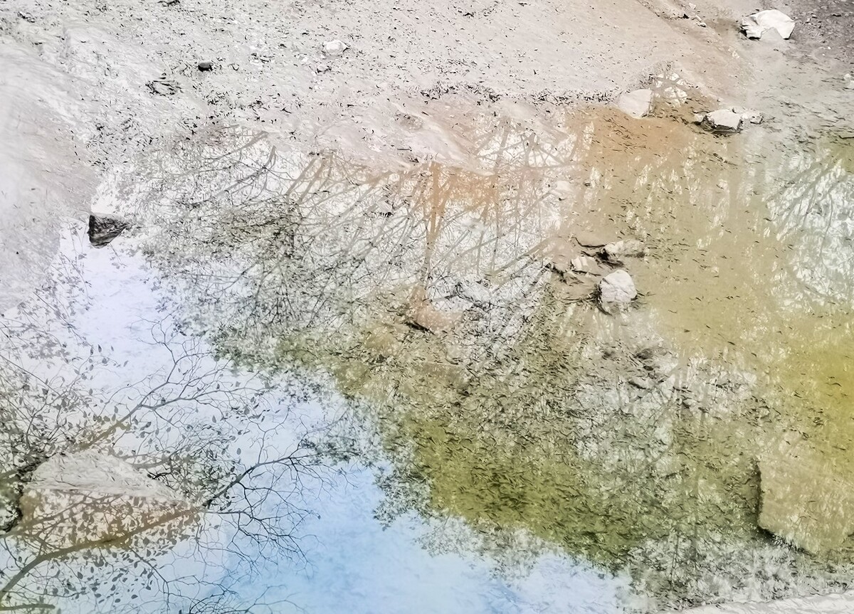 树影 倒影 水 植物 小溪 干枯的溪流 流水 水塘
