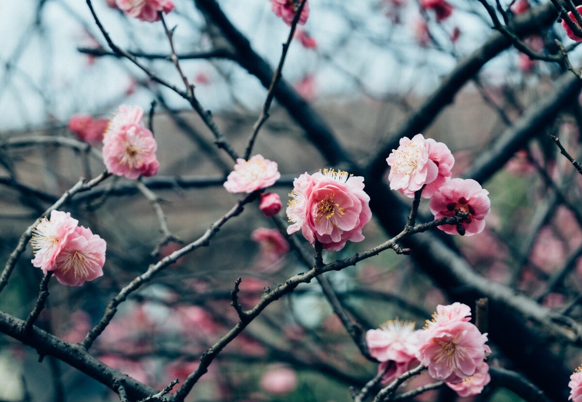 梅 中国十大名花之首 梅花 红梅 花儿 红梅开放 摄影 特写 梅开百花之先,独天下而春