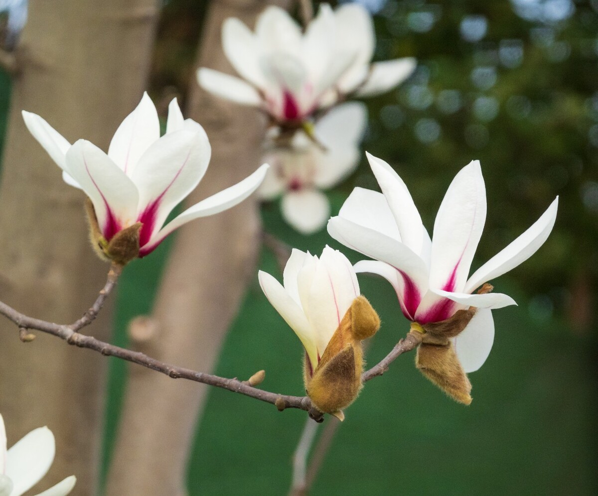 白玉兰 木兰 玉兰花 迎春花 望春 应春花 玉堂春 辛夷花 玉兰