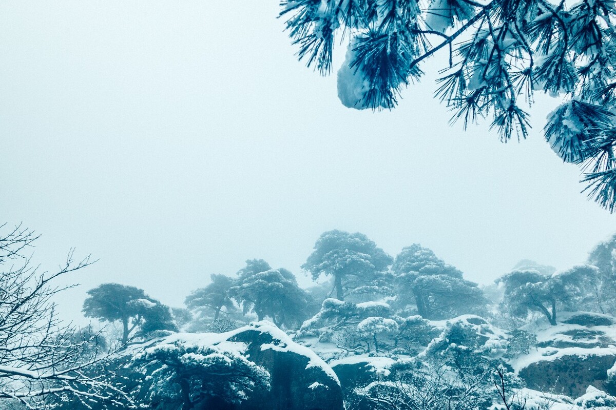 雪景 大自然 自然 风光 黄山雪景 摄影 银妆素裹 千里冰封 万里雪飘 旅游 树枝上的雪 森林雪景