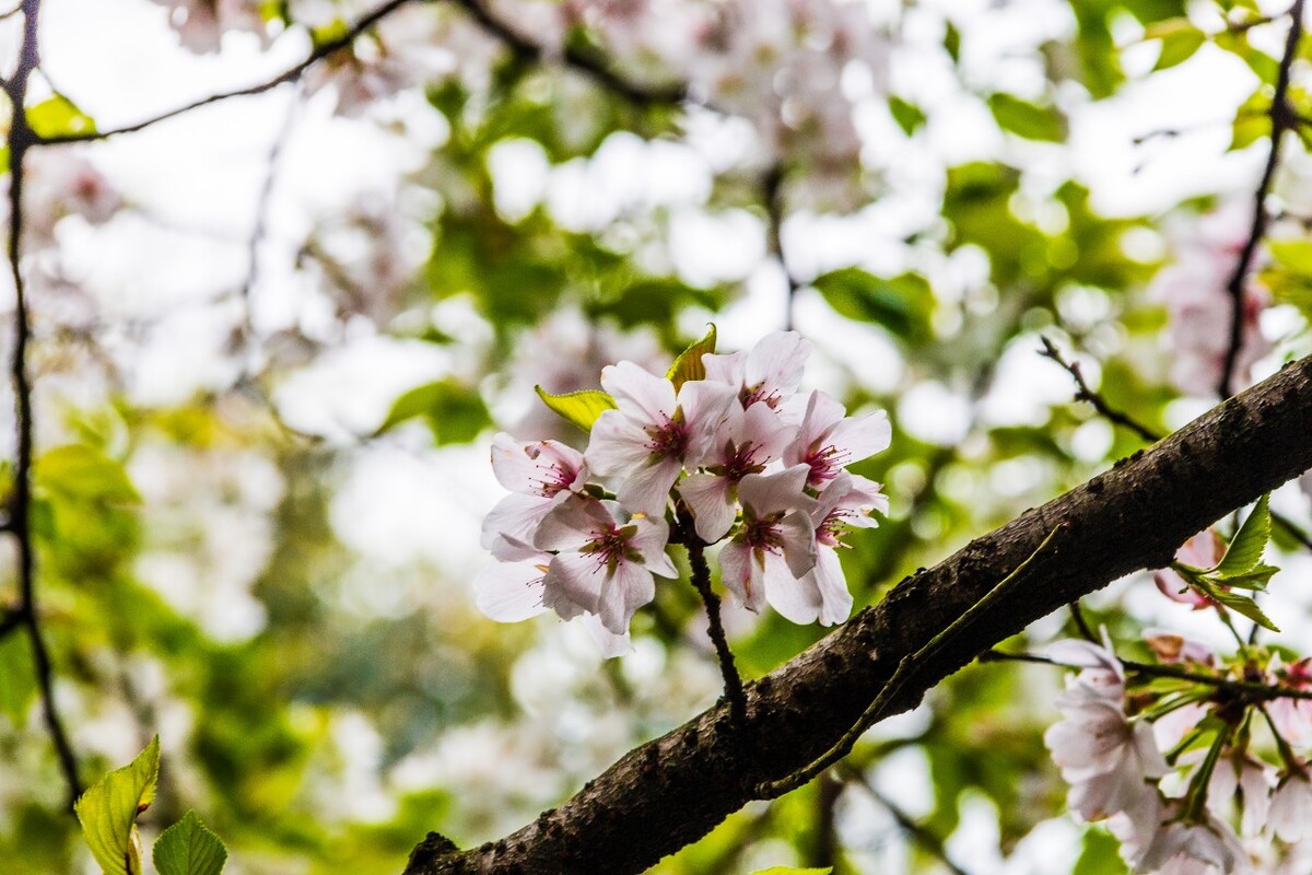 日本樱花 樱花 东京樱花 Cherry Tree 花儿 花卉 植物 太子湾樱花 樱花