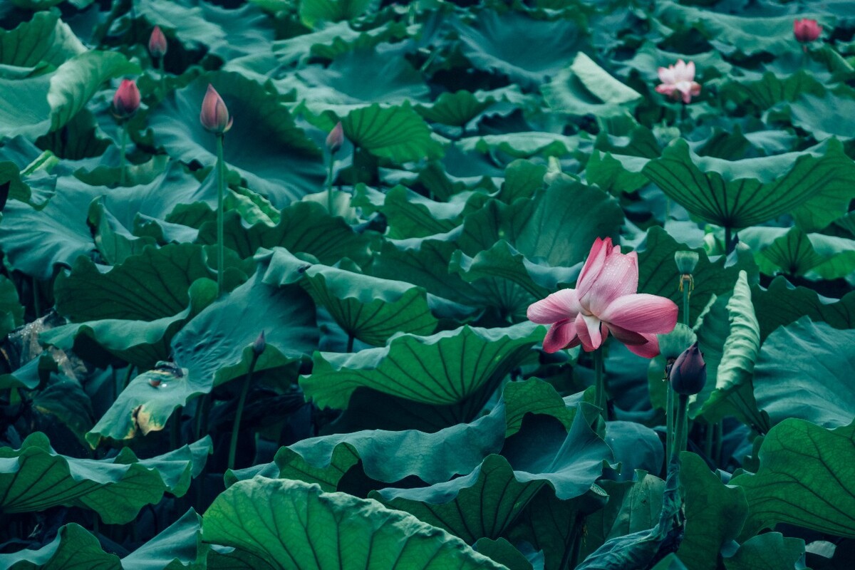 荷花 莲花 水芙蓉 草本花卉 莲花 水芙蓉 藕花 芙蕖 水芝 水华 泽芝 中国莲 摄影 特写