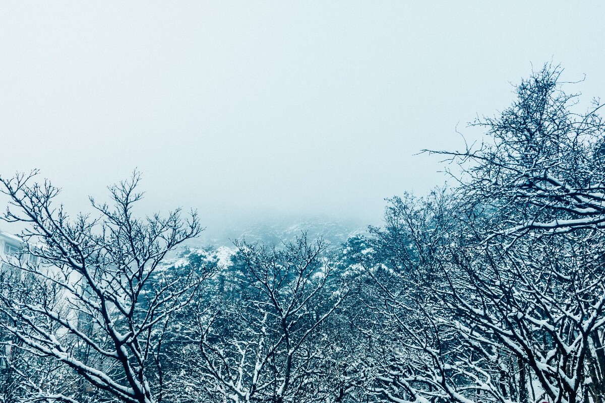 雪景 大自然 自然 风光 黄山雪景 摄影 银妆素裹 千里冰封 万里雪飘 旅游 树枝上的雪 森林雪景