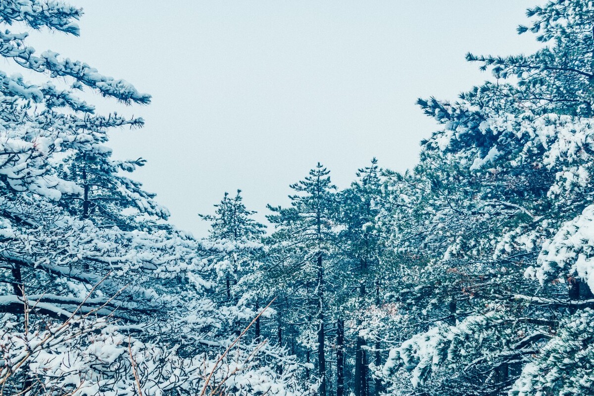 雪景 大自然 自然 风光 黄山雪景 摄影 银妆素裹 千里冰封 万里雪飘 旅游 树枝上的雪 森林雪景