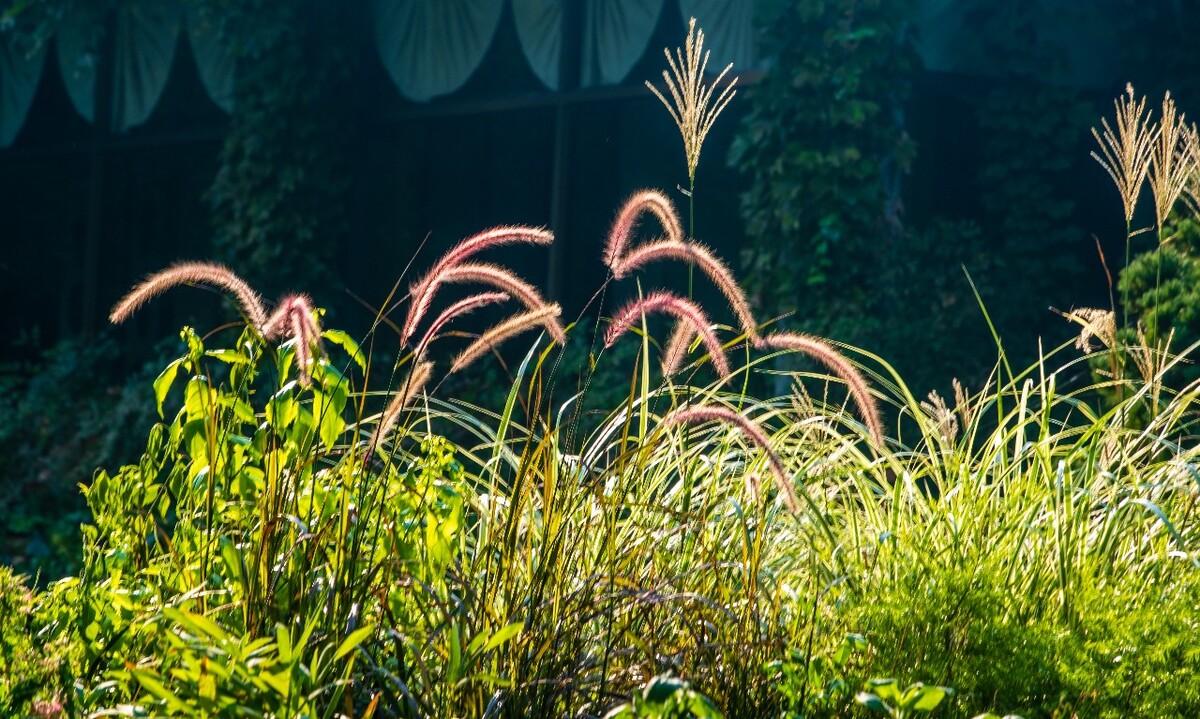 茶叶博物馆 自然 风光 风景 博物馆 狗尾巴草 狗尾草
