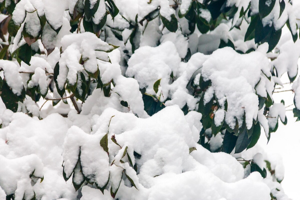 摄影 雪景 大自然 黄山 黄山雪景 雪中黄山 森林雪景 植物上的雪