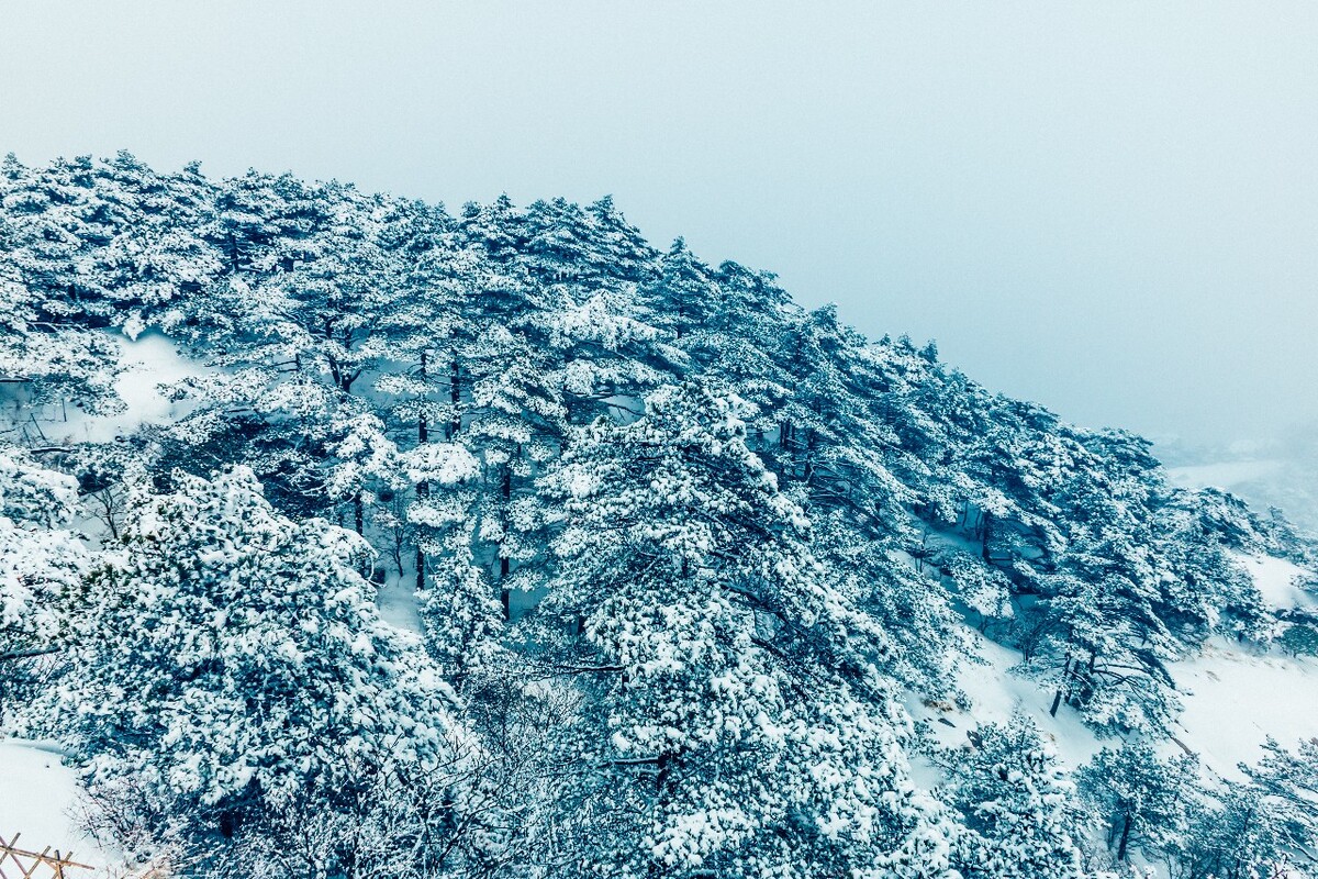 雪山 雪景 大自然 自然风光 银妆素裹 万里雪飘 黄山雪景 黄山 雪后的黄山 旅游 旅行 森林雪景