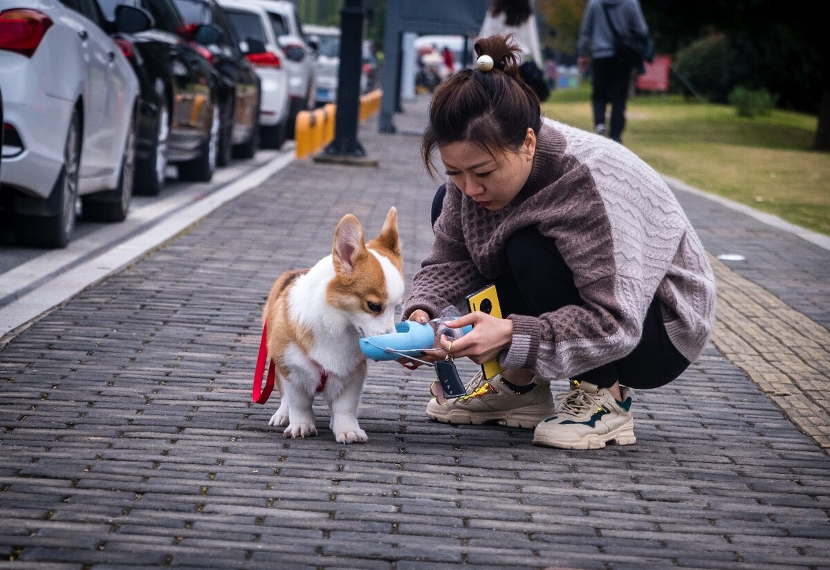 柯基 狗狗 小可爱 宠物 威尔士柯基犬 卡迪根威尔士柯基犬 彭布罗克威尔士柯基犬 旺星人 宠物摄影 人与动物 和谐相处