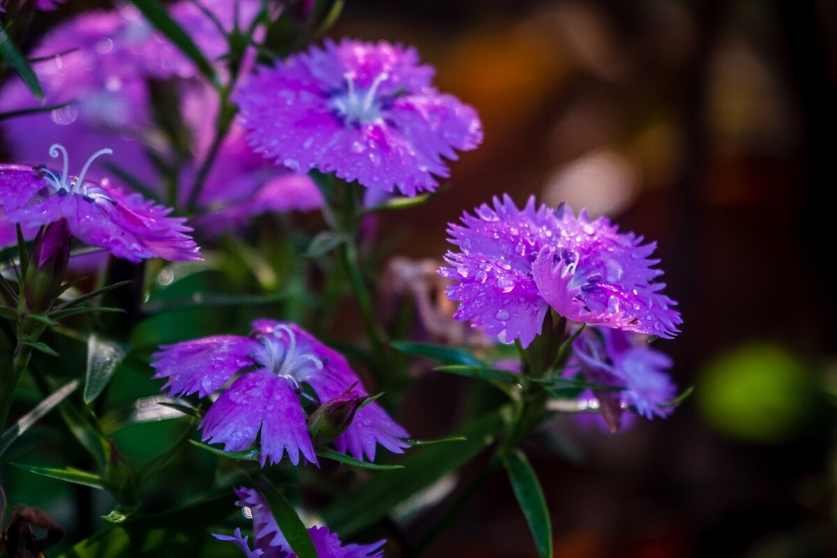 花儿 花卉 花草 自然 风景 风光 摄影 图片 素材 植物 小花 石竹
