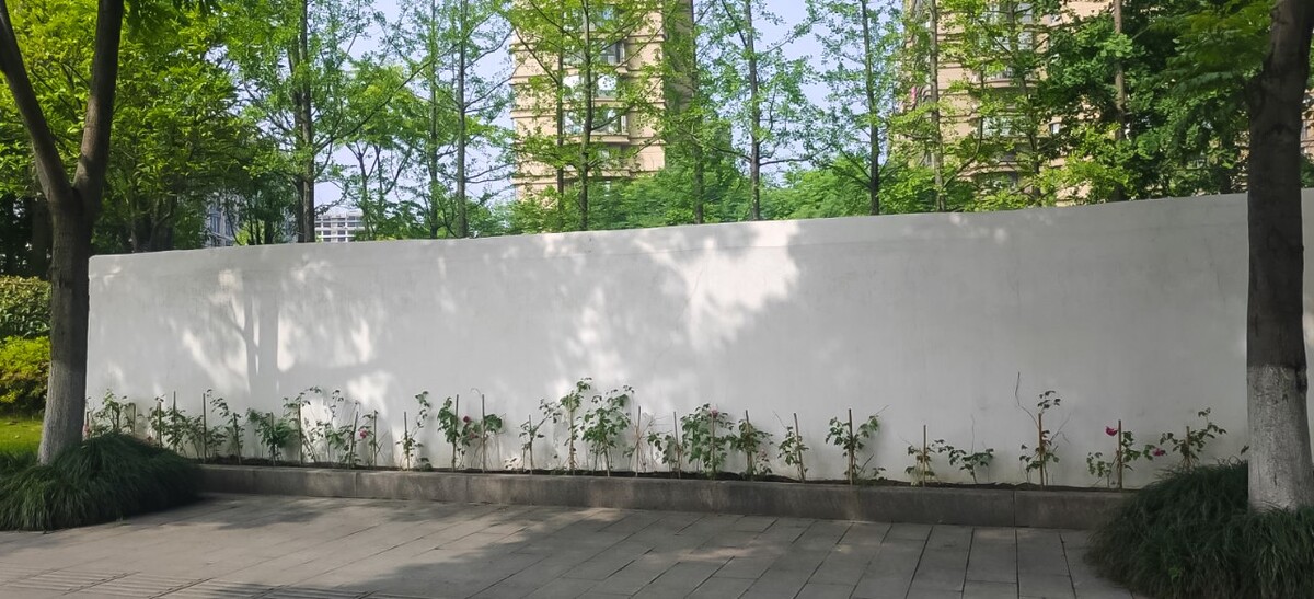 风光 风景 自然 树木 影子 阳光 投影 植物 树 