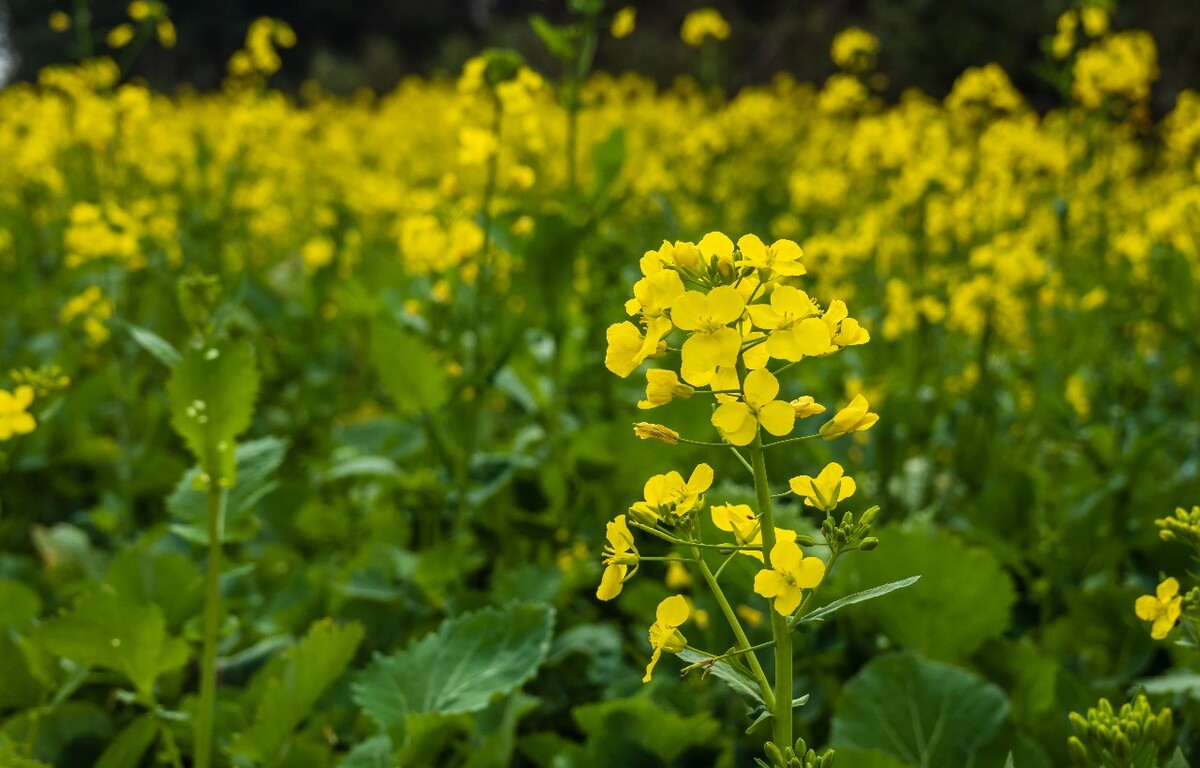 油菜花 蝴蝶 菜花 黄色的小花 菜地 摄影 风光 自然 油菜地