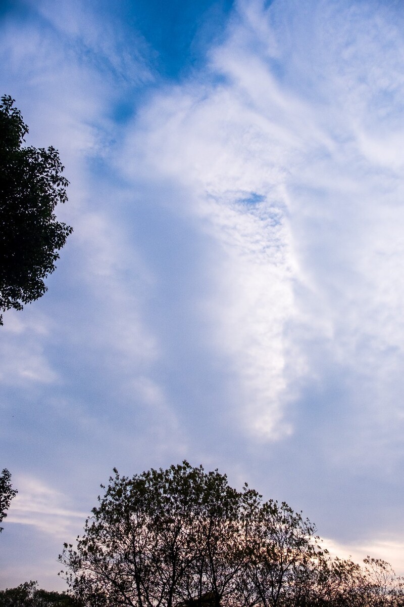 云彩 天空 人面像 人脸云彩 像人的脸一样的云彩 蓝天白云 植物 素材 摄影