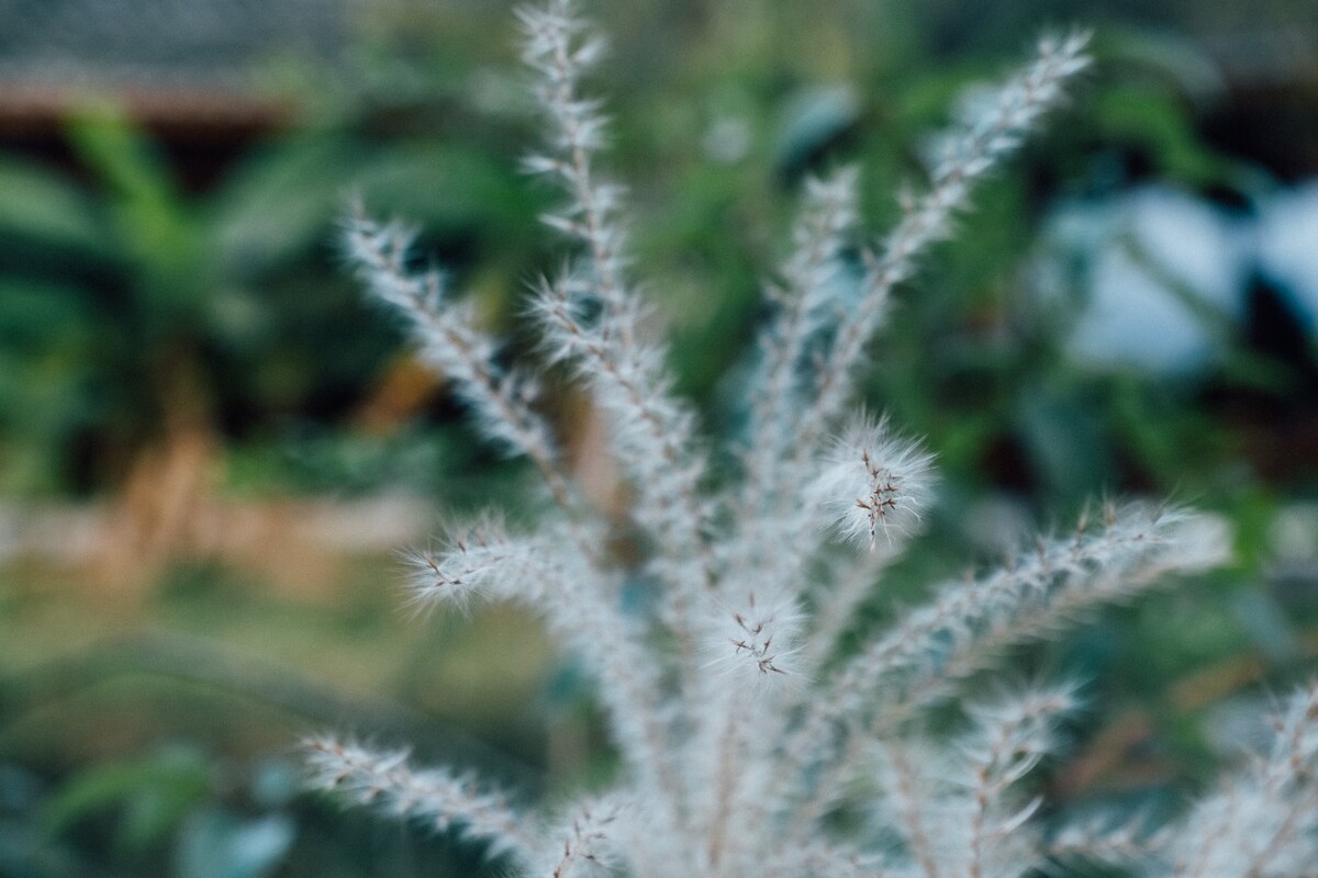 芦苇 摄影 特写 植物 季节 芦花  图片 自然