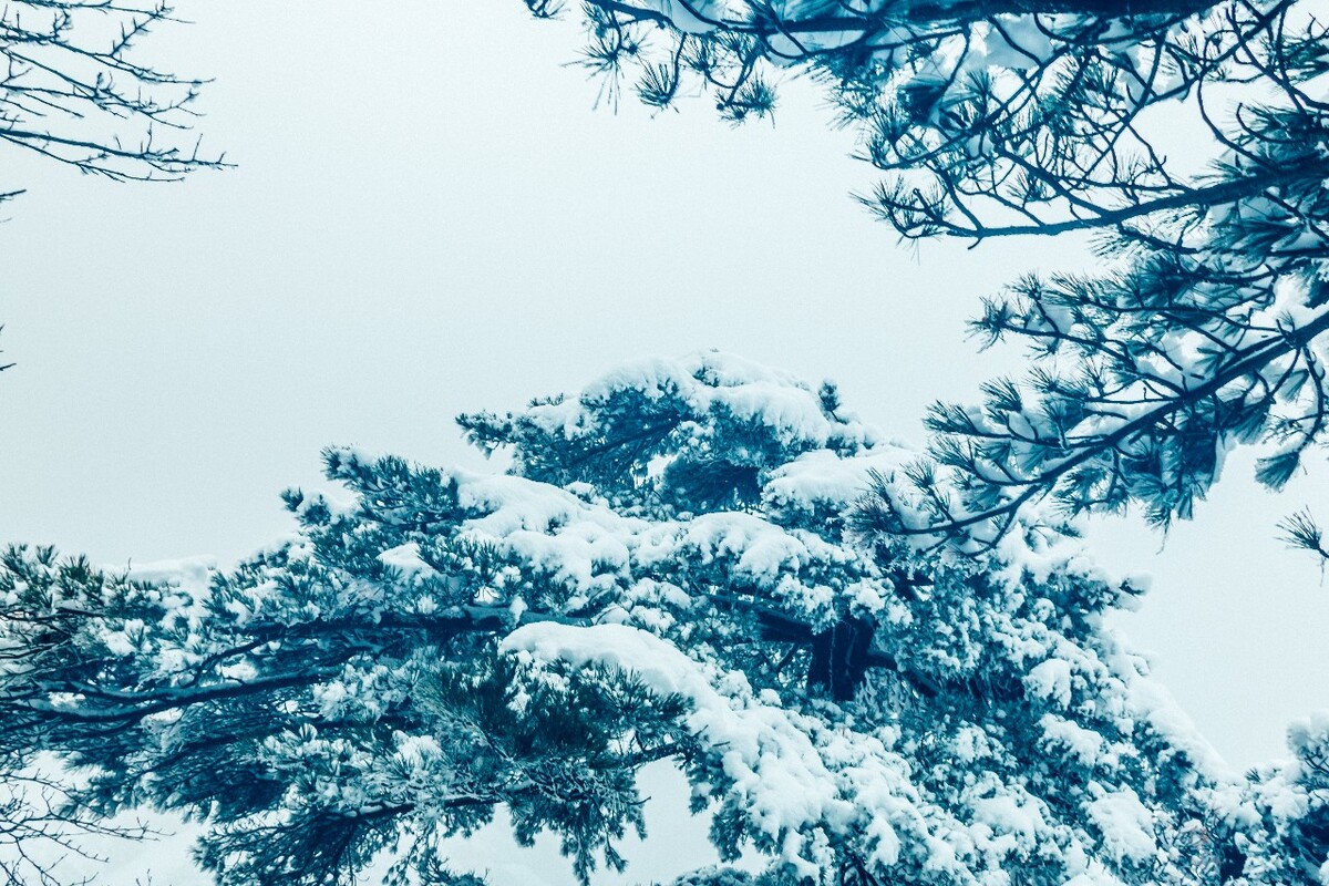 雪景 大自然 自然 风光 黄山雪景 摄影 银妆素裹 千里冰封 万里雪飘 旅游 树枝上的雪 森林雪景