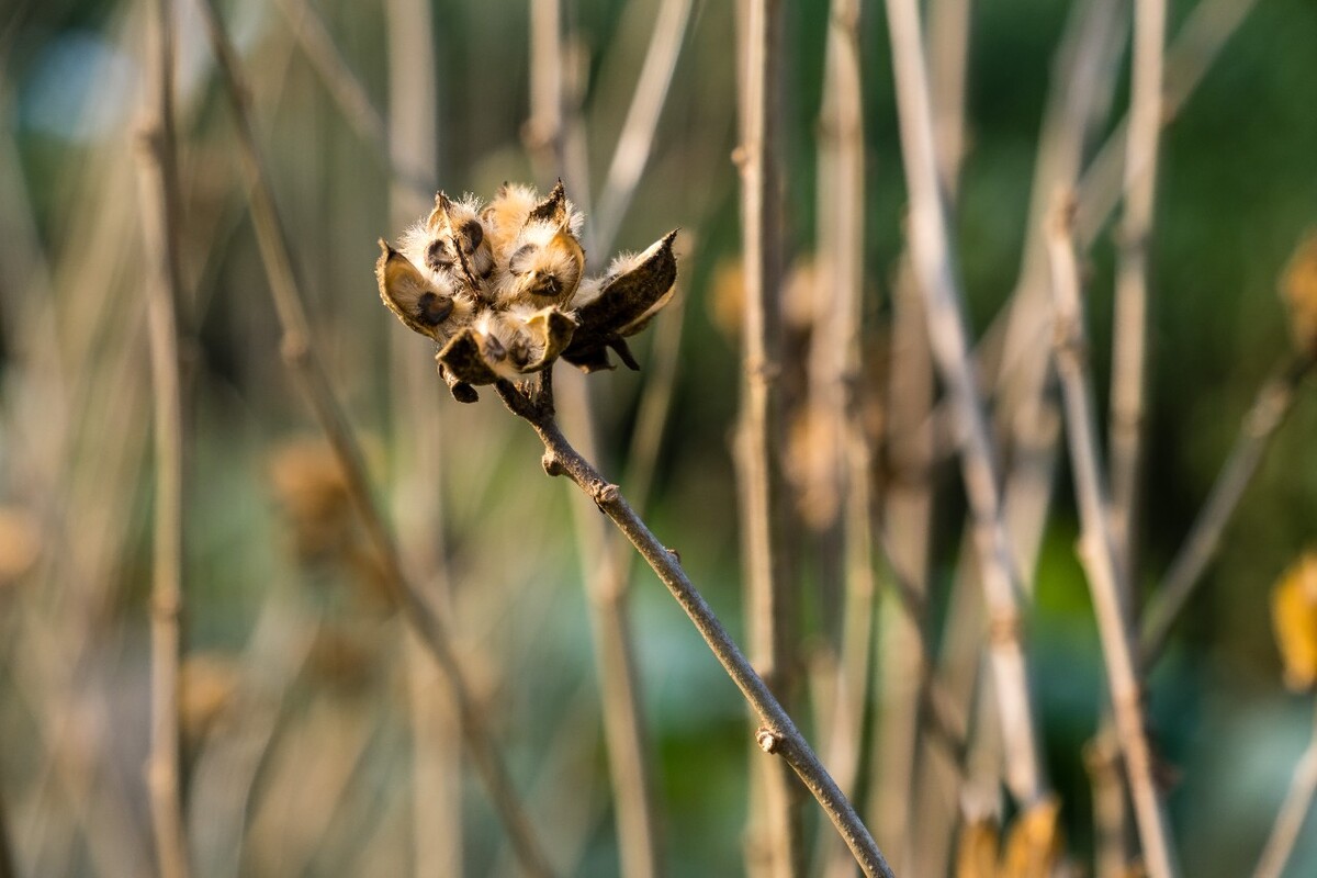 摄影 图片 特写 木槿的种子   荆条 木槿 木棉 荆条 木槿花 沙漠玫瑰 果实 