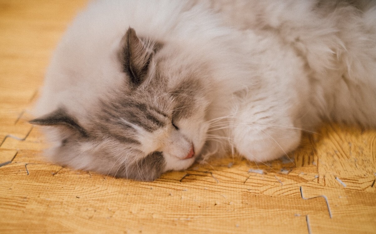 猫 猫科动物 动物 猫亚科 豹亚科 猫咪 家猫 野猫 喵星人 可爱的猫猫 英短 虎斑 贪睡的猫猫