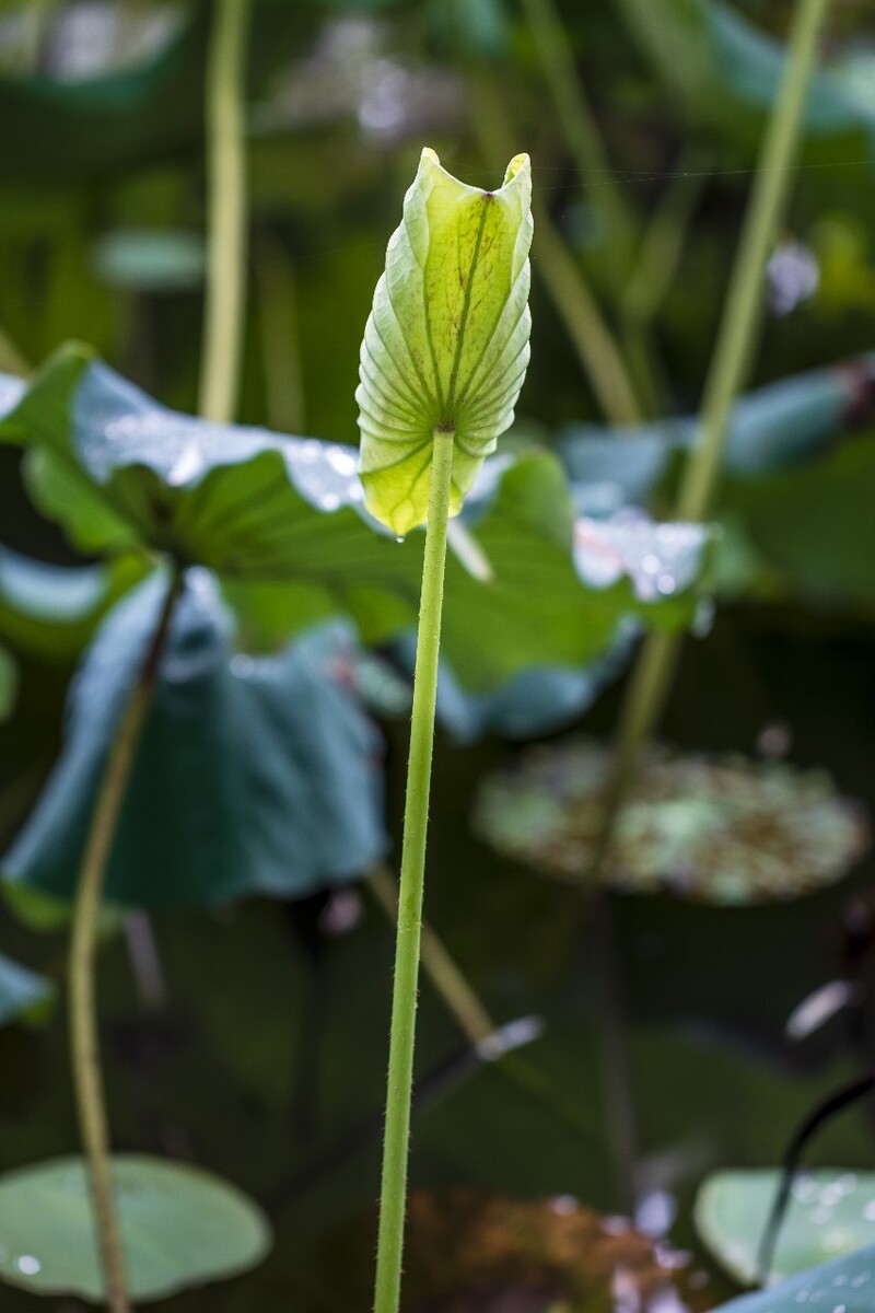 荷叶 荷塘 荷 植物 叶子 莲花 水芙蓉 莲花 水芙蓉 藕花 芙蕖 水芝 水华 泽芝 中国莲 摄影 特写 自然 风光