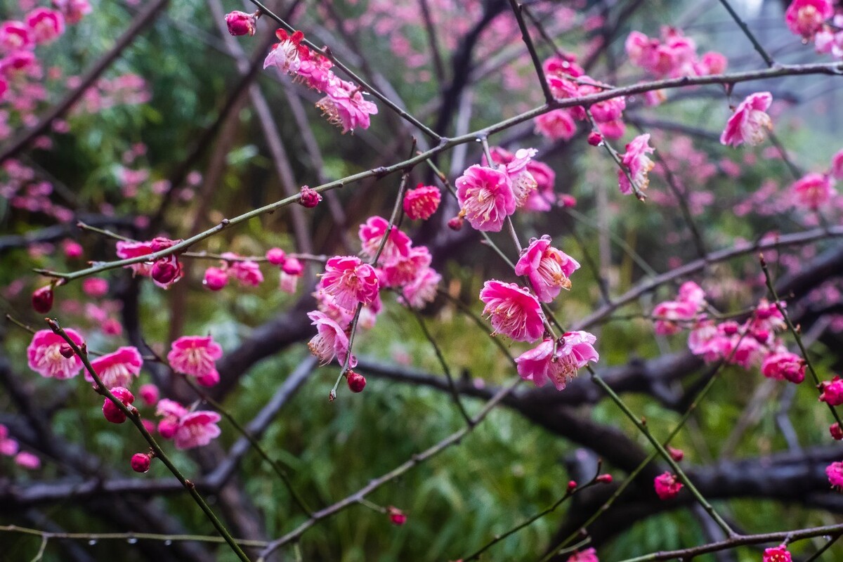 雨中梅 梅花 植物 花卉 花草 寒梅 红梅 雨中红梅 自然 风光 图片 素材 特写 梅花特写