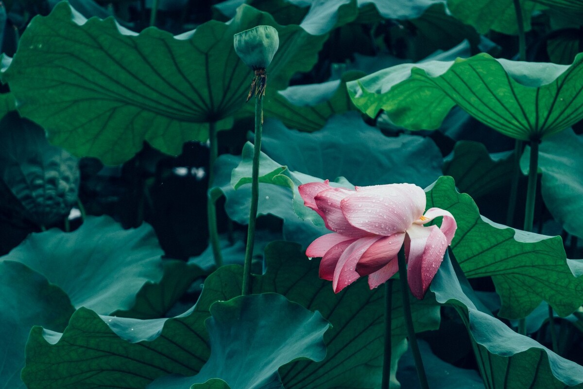 荷花 莲花 水芙蓉 草本花卉 莲花 水芙蓉 藕花 芙蕖 水芝 水华 泽芝 中国莲 摄影 特写