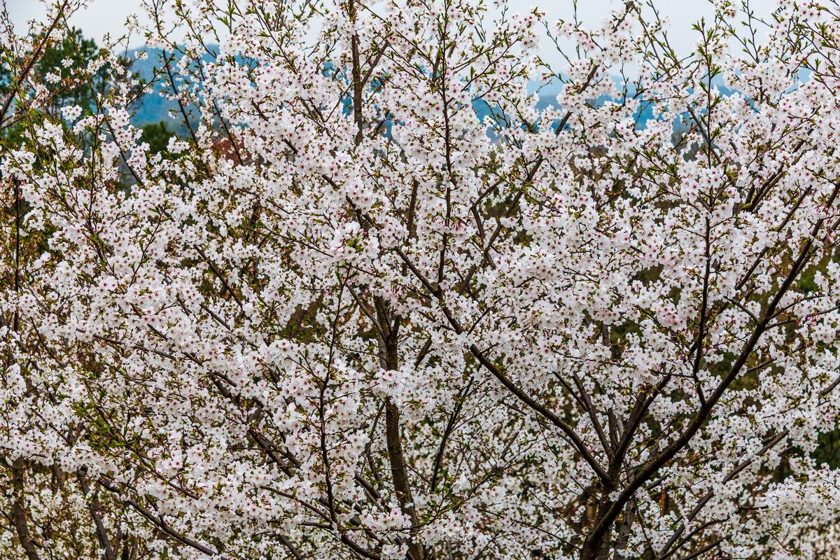 日本樱花 樱花 东京樱花 Cherry Tree 花儿 花卉 植物 太子湾樱花 樱花