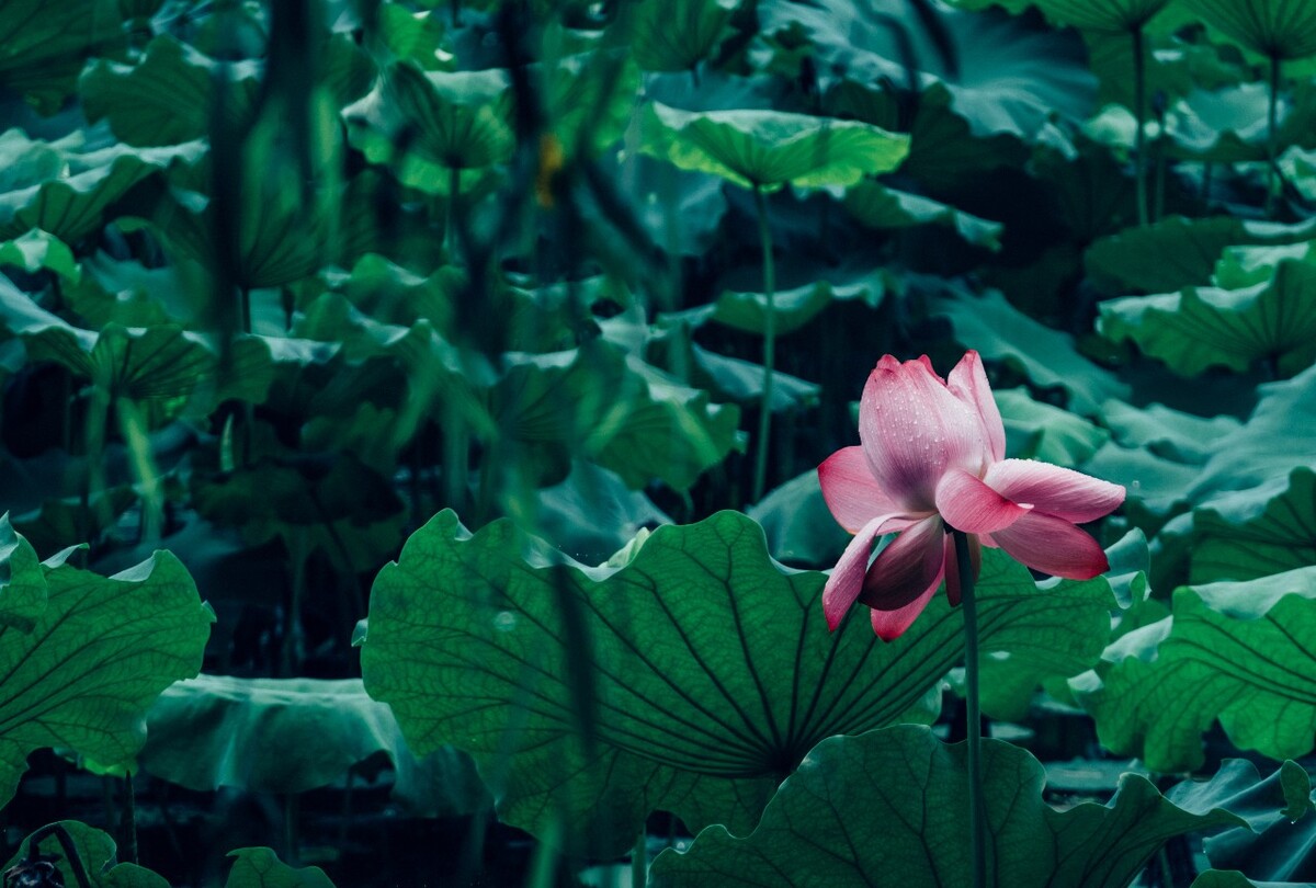 荷花 莲花 水芙蓉 草本花卉 莲花 水芙蓉 藕花 芙蕖 水芝 水华 泽芝 中国莲 摄影 特写
