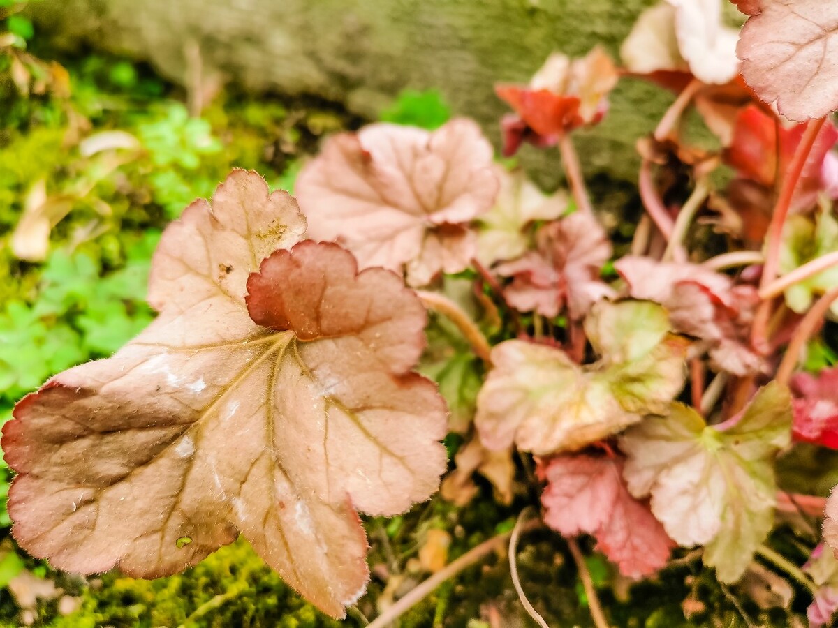矾根 肾形草 常绿草本花卉 虎耳草科 多年生耐寒草本花卉 花卉 植物
