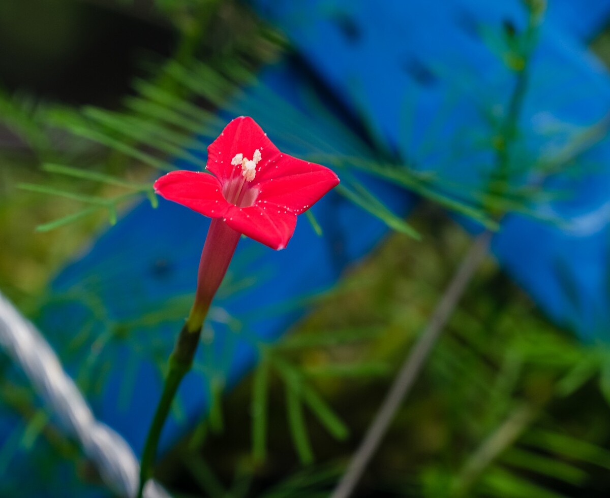 茑萝 羽叶茑萝 绕龙花 茑萝松 缠绕植物