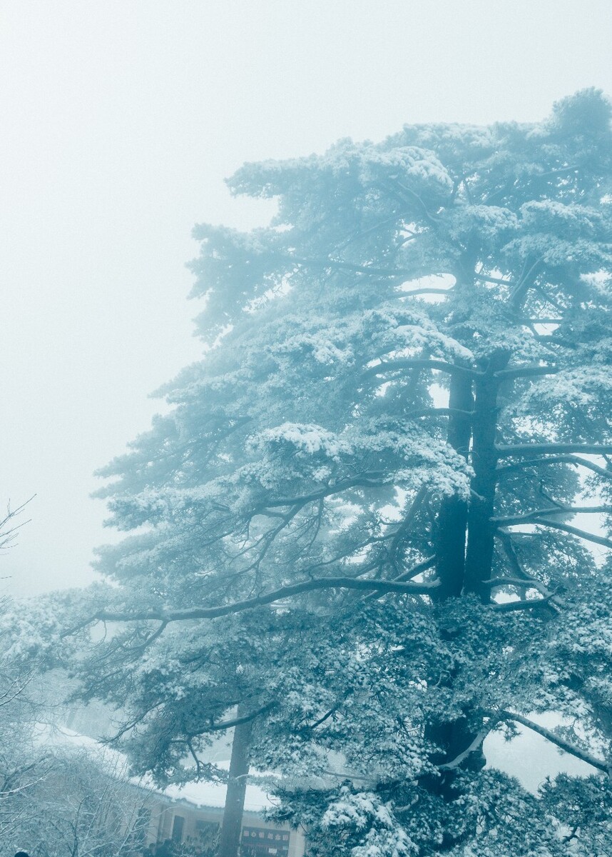 雪 自然 大自然 树枝上的雪 黄山雪景 摄影 白雪 风光