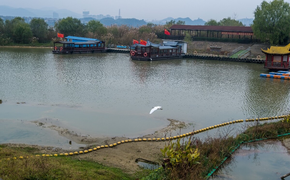青山湖白鹭 白鹭 湖水 青山湖 风光 风景 水 湖 白鹤 鸟 大白鹭 中白鹭 小白鹭 黄嘴白鹭
