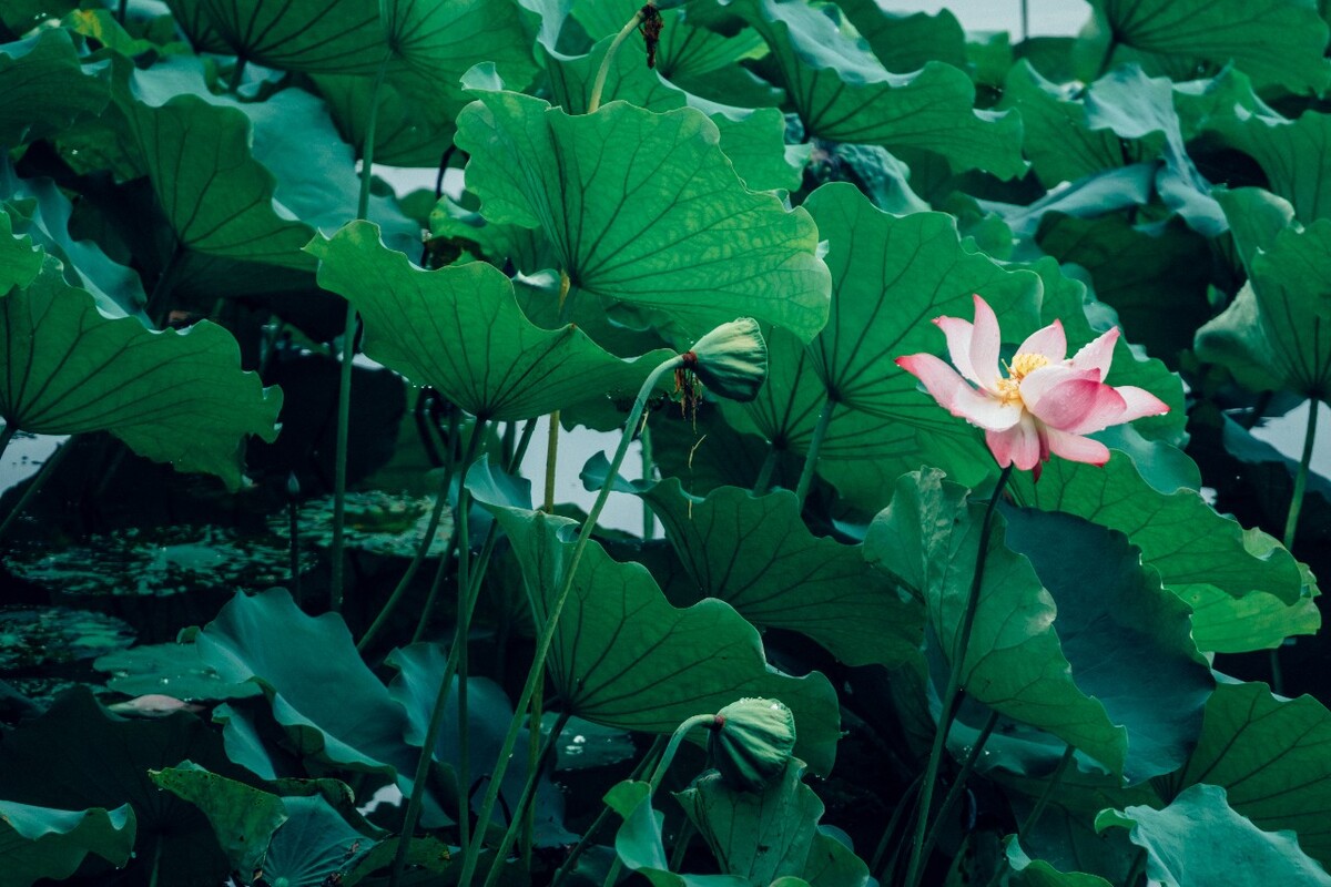 荷花 莲花 水芙蓉 草本花卉 莲花 水芙蓉 藕花 芙蕖 水芝 水华 泽芝 中国莲 摄影 特写