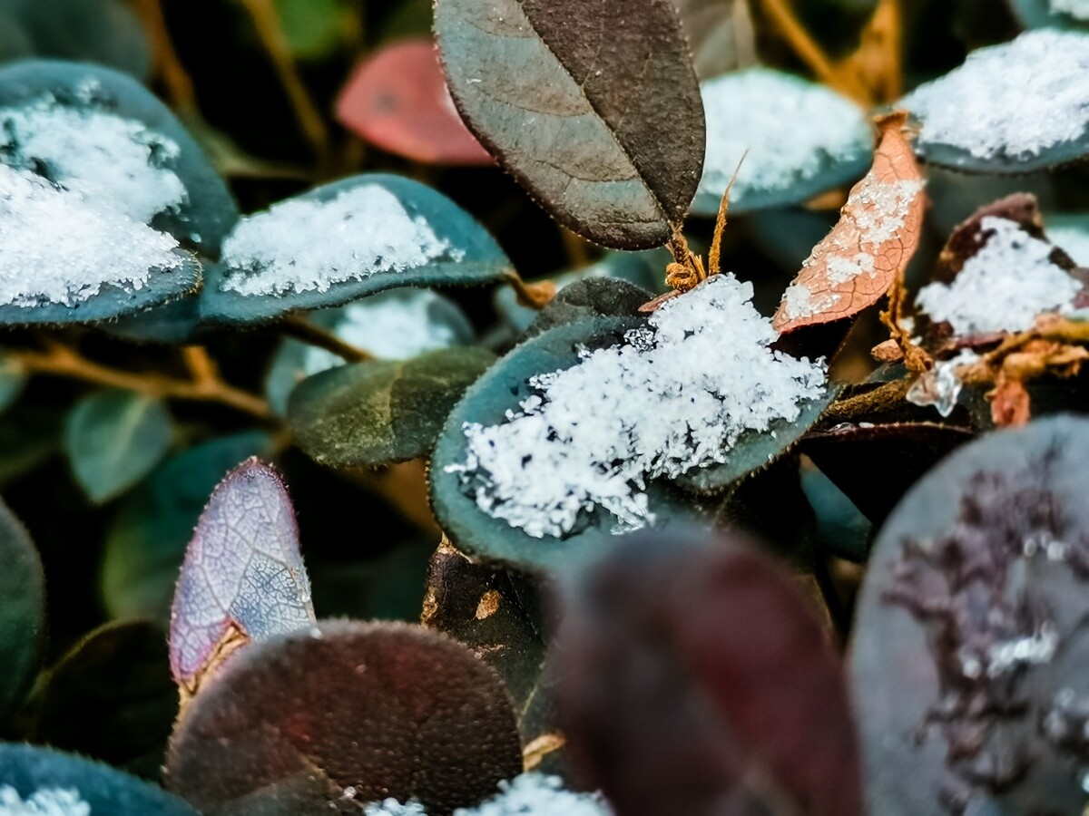 雪 初雪 杭州初雪 雪 自然 风景 地上的雪 雪景 好久不见的雪 冰晶 雪晶 植物上的雪