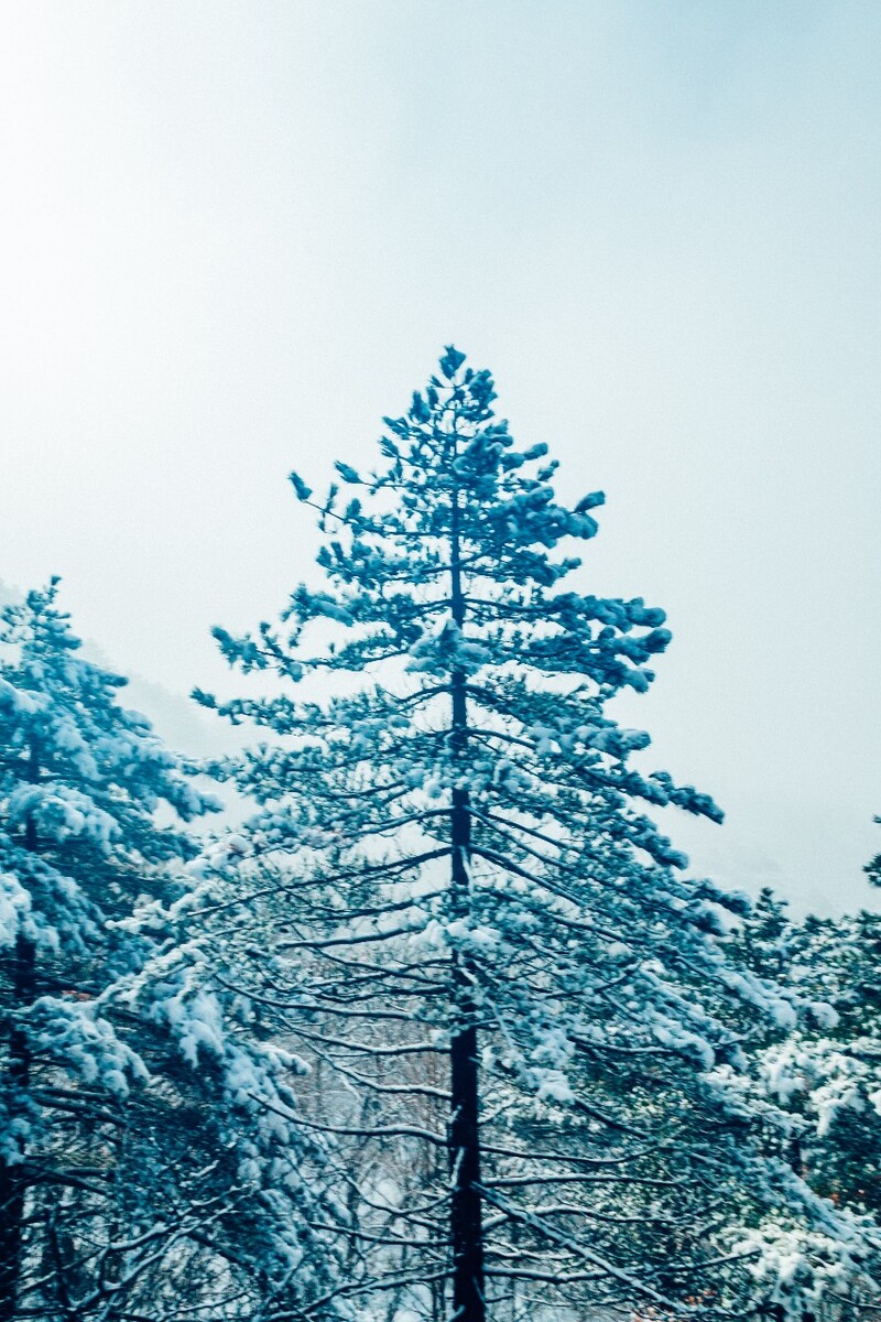 雪景 大自然 自然 风光 黄山雪景 摄影 银妆素裹 千里冰封 万里雪飘 旅游 树枝上的雪 森林雪景